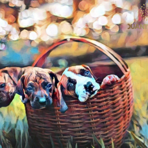 Basket Whispers