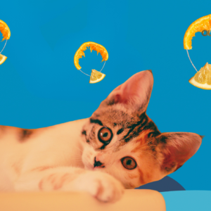 Play Cat
