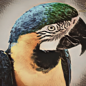 Plumage Monologue
