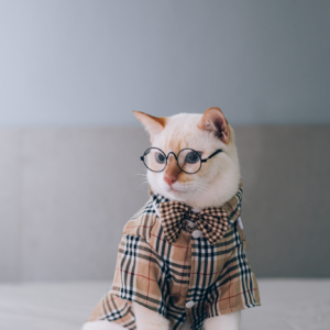 Professor Paws