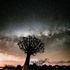 Tree of the Milky Way