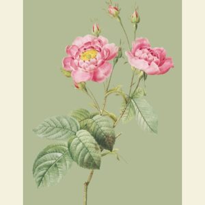 Blush Botanica