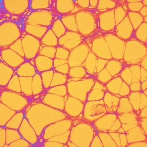 Neural Nectar