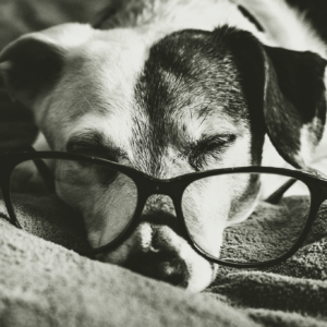 Scholar Snooze