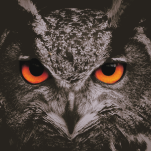 Eyes That Read the Night