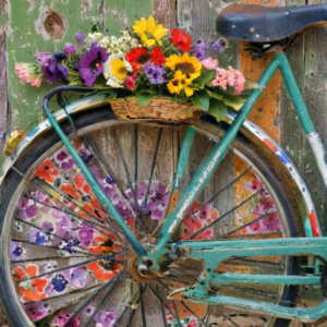 Wheel of Petals