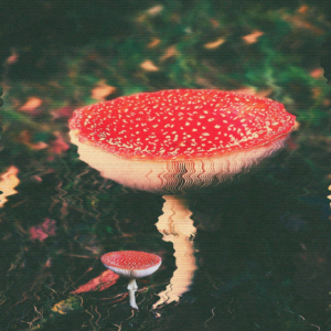 Whim of the Woods