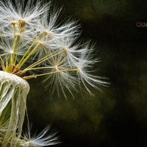 Ephemeral Wishes