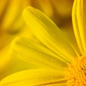 Golden Bloom