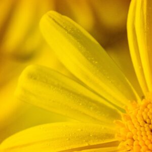 Golden Bloom