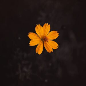 Solitary Flame