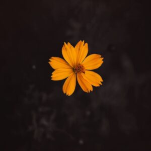 Solitary Flame