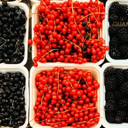 Berry Box Harmony