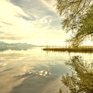 Golden Stillness
