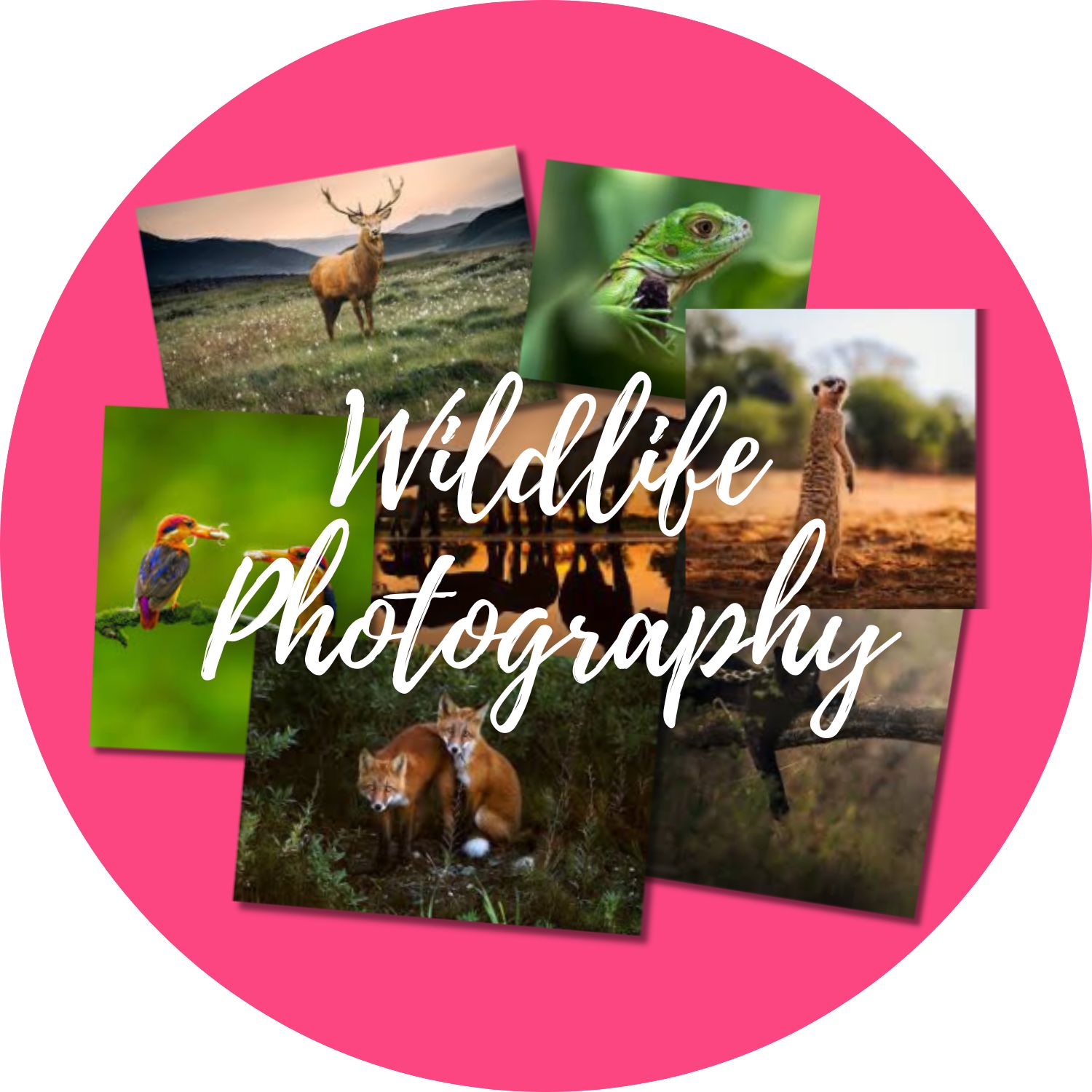 Wildlife Photography